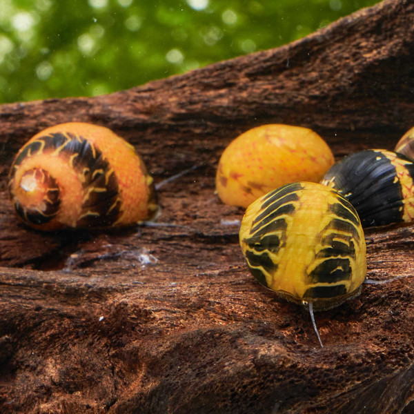 Fancy Geweihschnecke | Clithon sowerianum