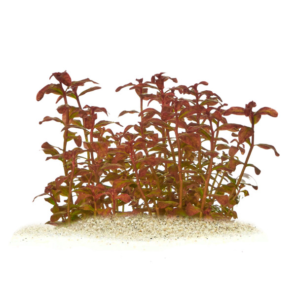 Ludwigia senegalensis Guinea Senegal-Ludwigie