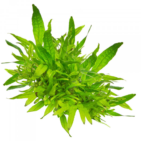 Aquarium Pflanzen für viel Sauerstoff | Sauerstoffproduktion