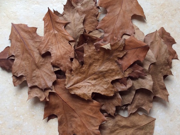 Roteichenblätter | braun getrocknet - 20Stk.