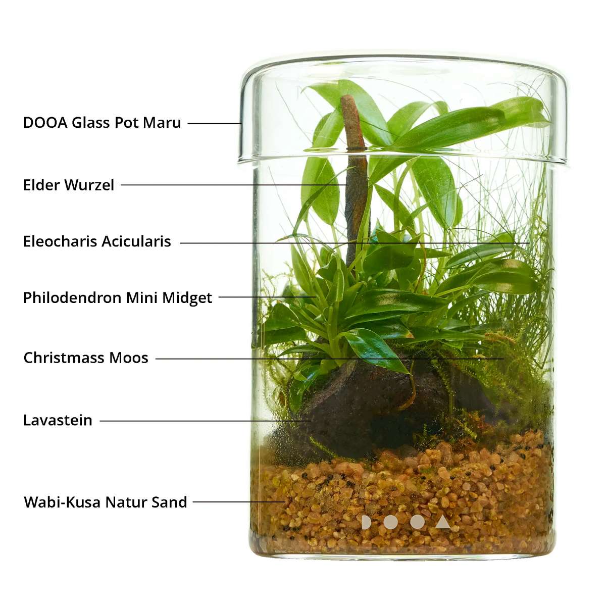 Philodendron Flaschengarten Wabi-Kusa Set | Garnelen-Guemmer
