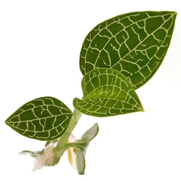 Macodes Anoechtolius roxburgii "Silver Mine" Silberne Juwelorchidee Ableger