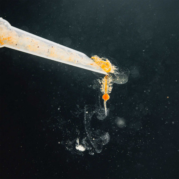 Haiki Artemia Fischfutter - Geschälte Eier Für Tropische Fische & Babyfische