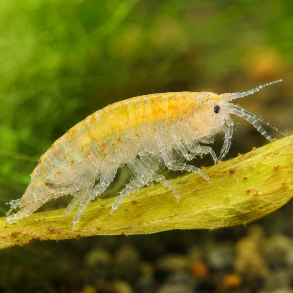 Mexikanischer Flohkrebs Hyalella azteca Lebendfutter