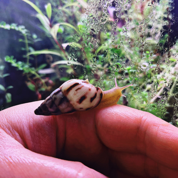 Limicolaria agathina Nigeria Schnecke - 1 Stk. - DNZ