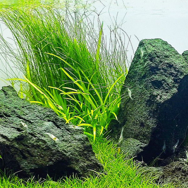 Eleocharis montevidensis riesennadelsimse