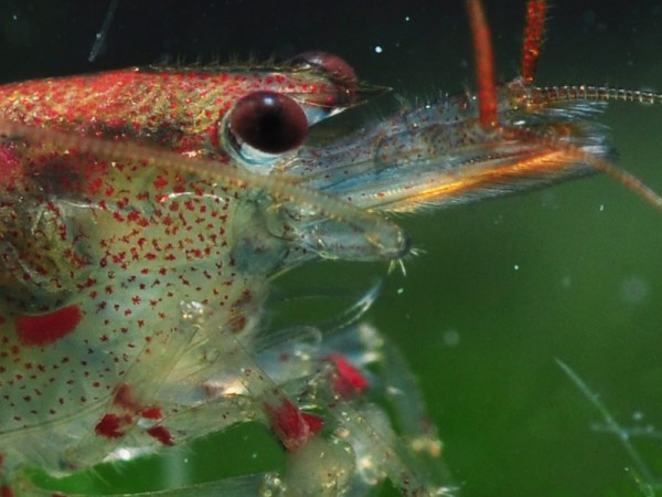 Rote Tigergarnele | Red Tiger - Tigergarnele