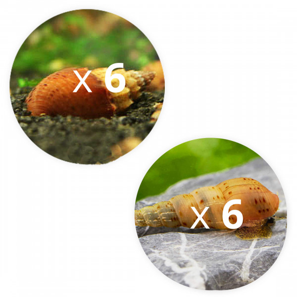 Schnecken gegen Futterreste im Aquarium Posthornschnecken Set M