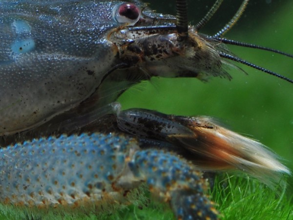 Blaue Monsterfächergarnele XL, Gabun-Riesenfächergarnele XL, Atya gabonensis