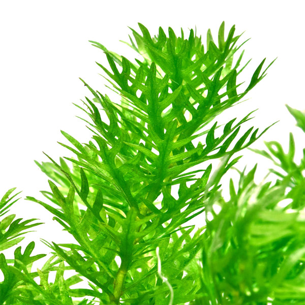 Hottonia palustris | Wasserfeder gewachsen makro