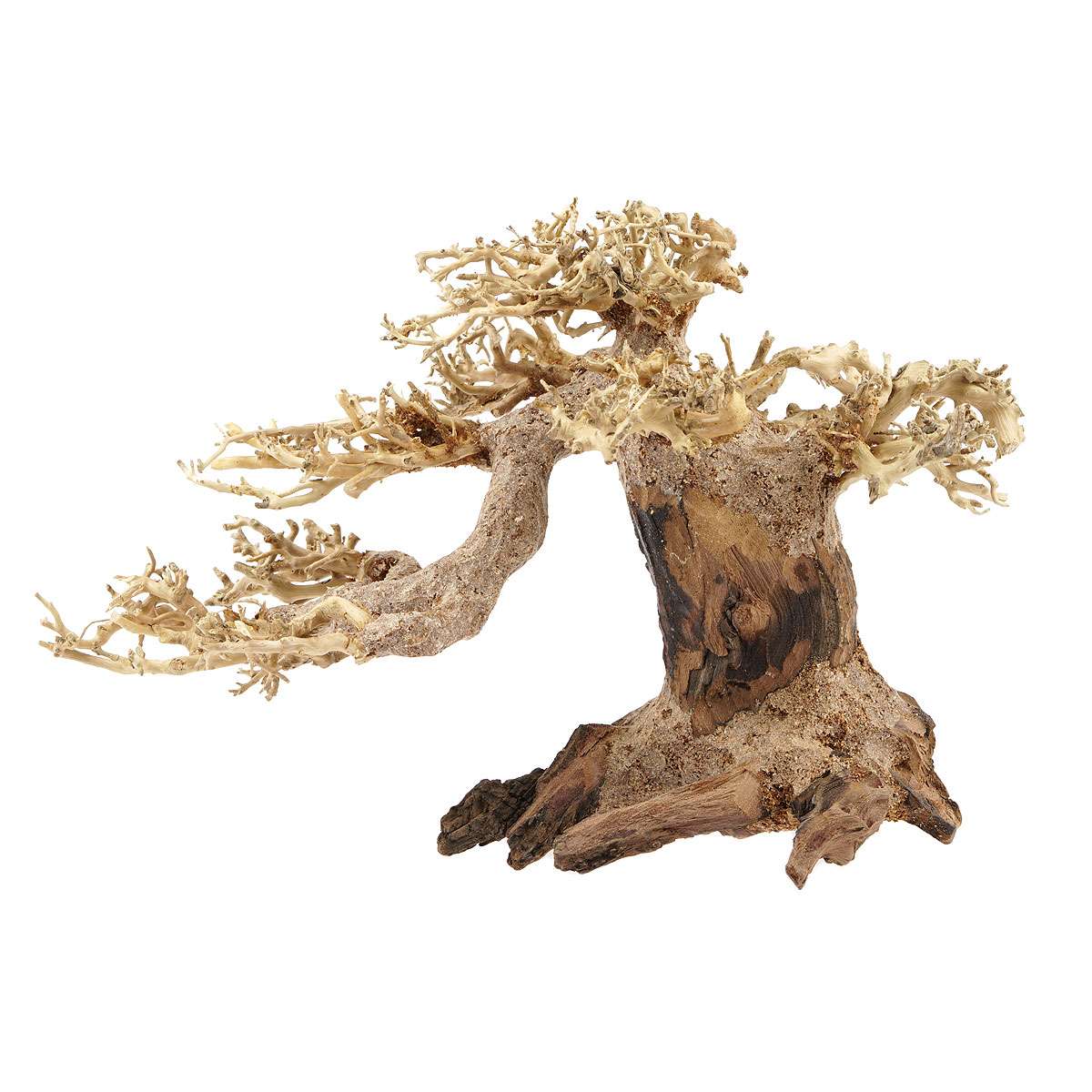 hecke eibe taxus media hillii Becher-Eibe Hillii (Taxus Media Hillii) - Ohne Beeren | 50-60 cm im Topf