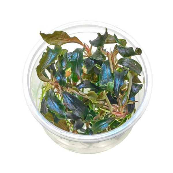 Bucephalandra sp. "Kedagang" - Baby Plant Mini-Ableger