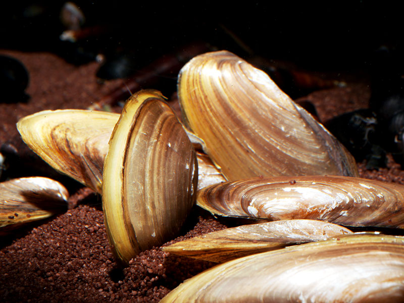 Muscheln online kaufen - Muscheln fürs Aquarium